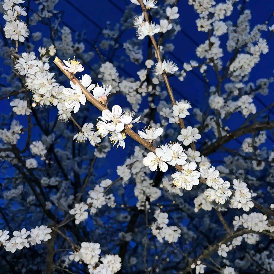 YU_Ke