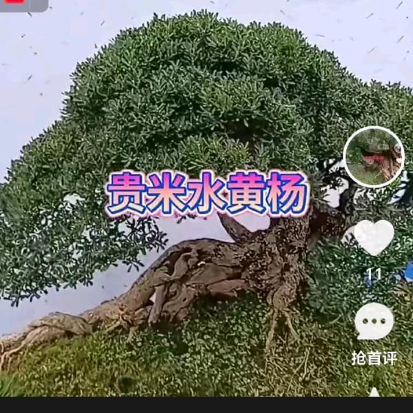 贵州小盆景金华