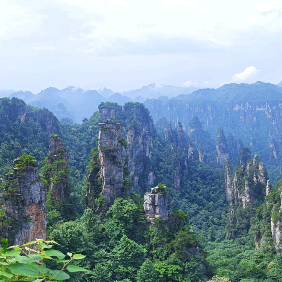 俯首甘为孺子牛的牛！