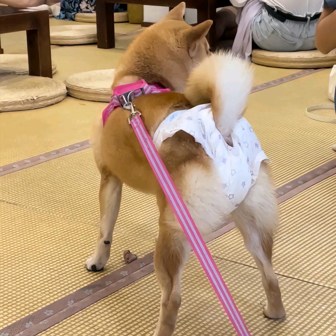 笼纱