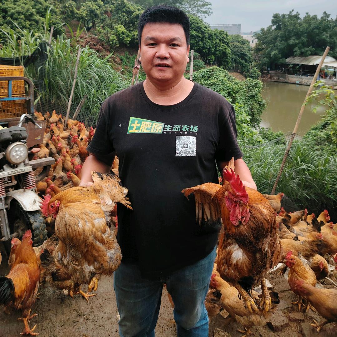 深圳土鸡哥