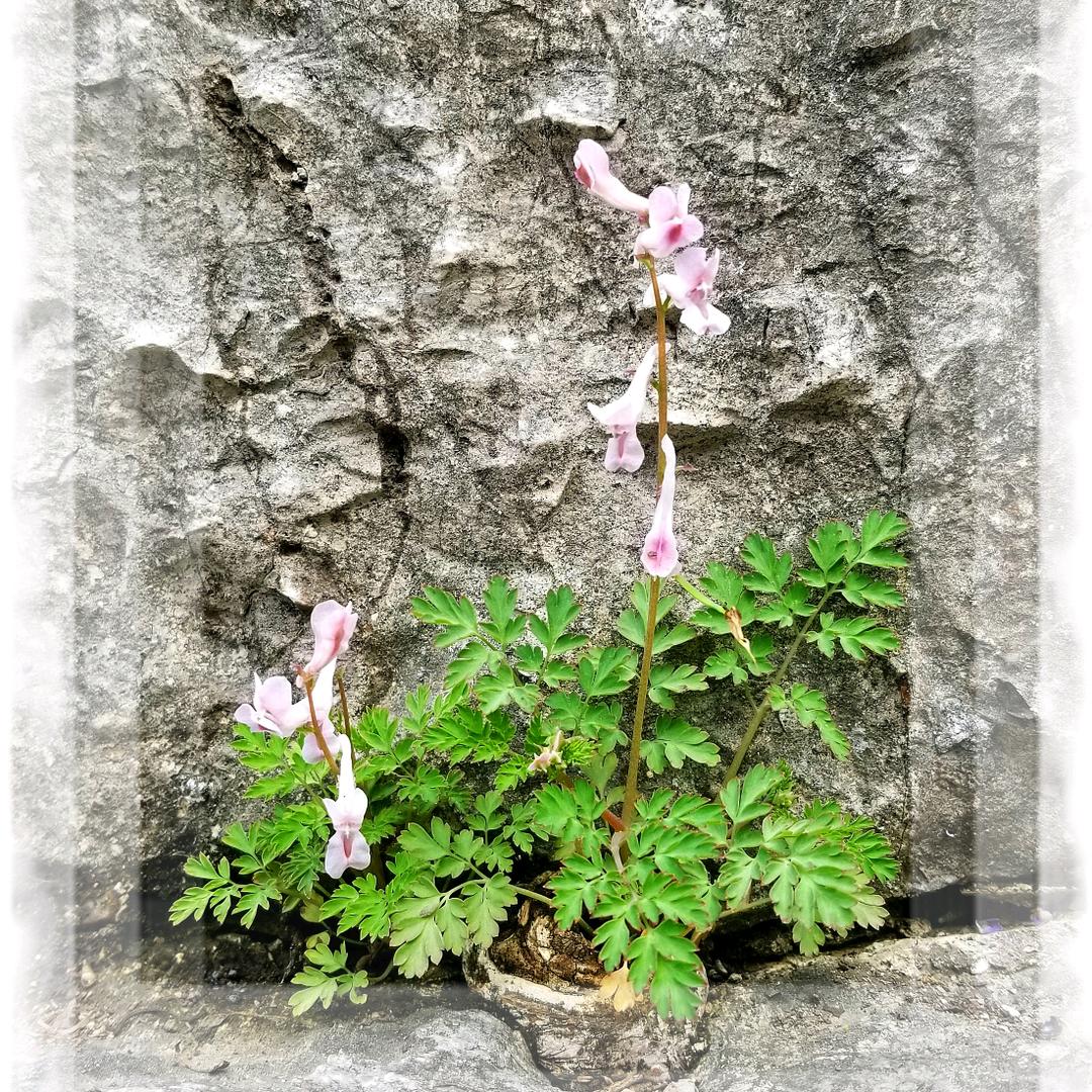 几根草