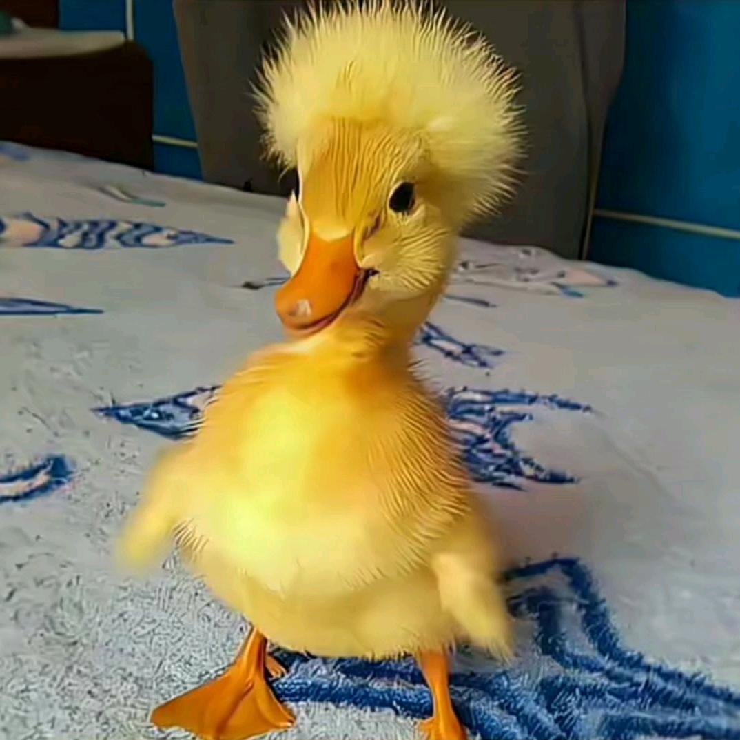 陈胖胖