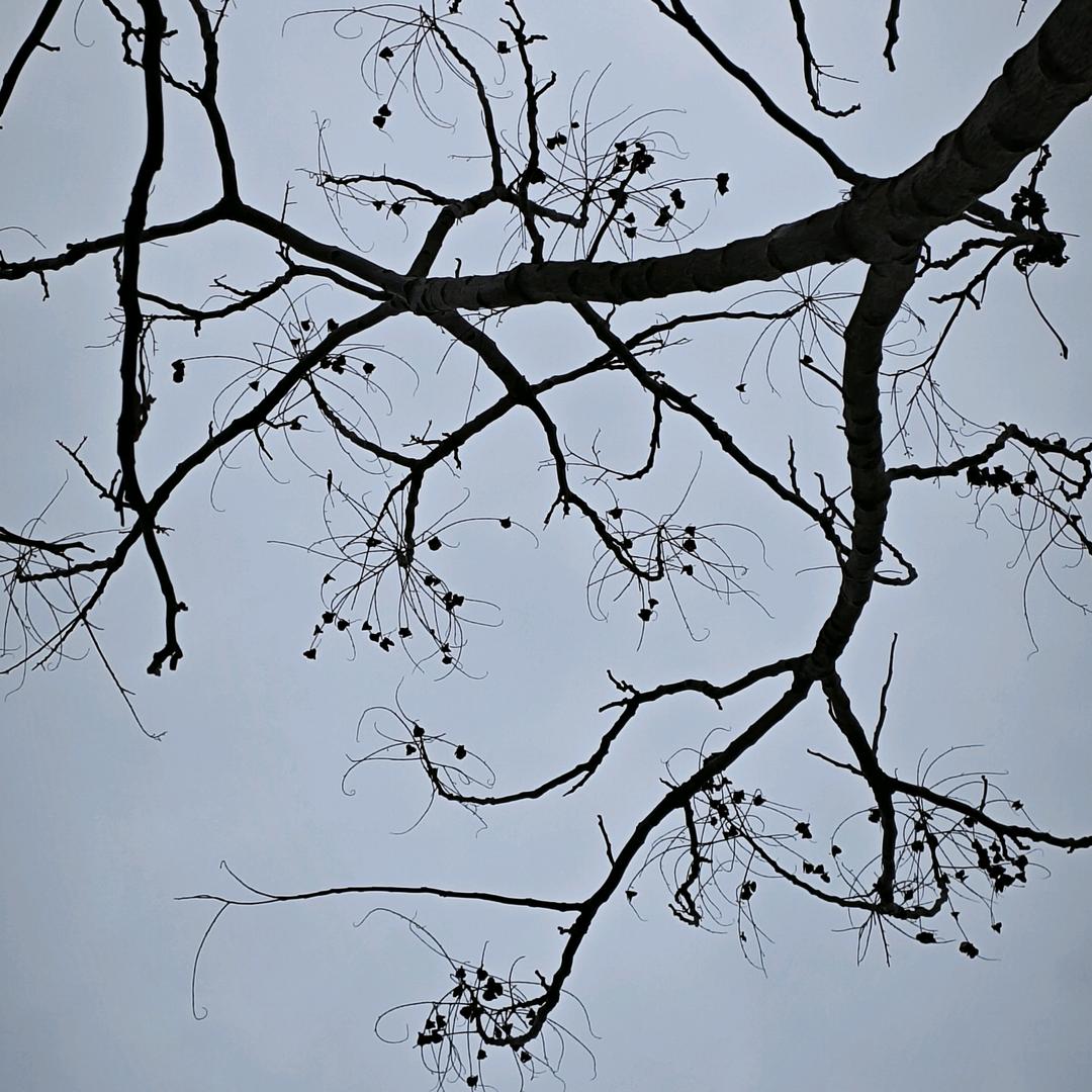 咕噜鱼踩车轱辘