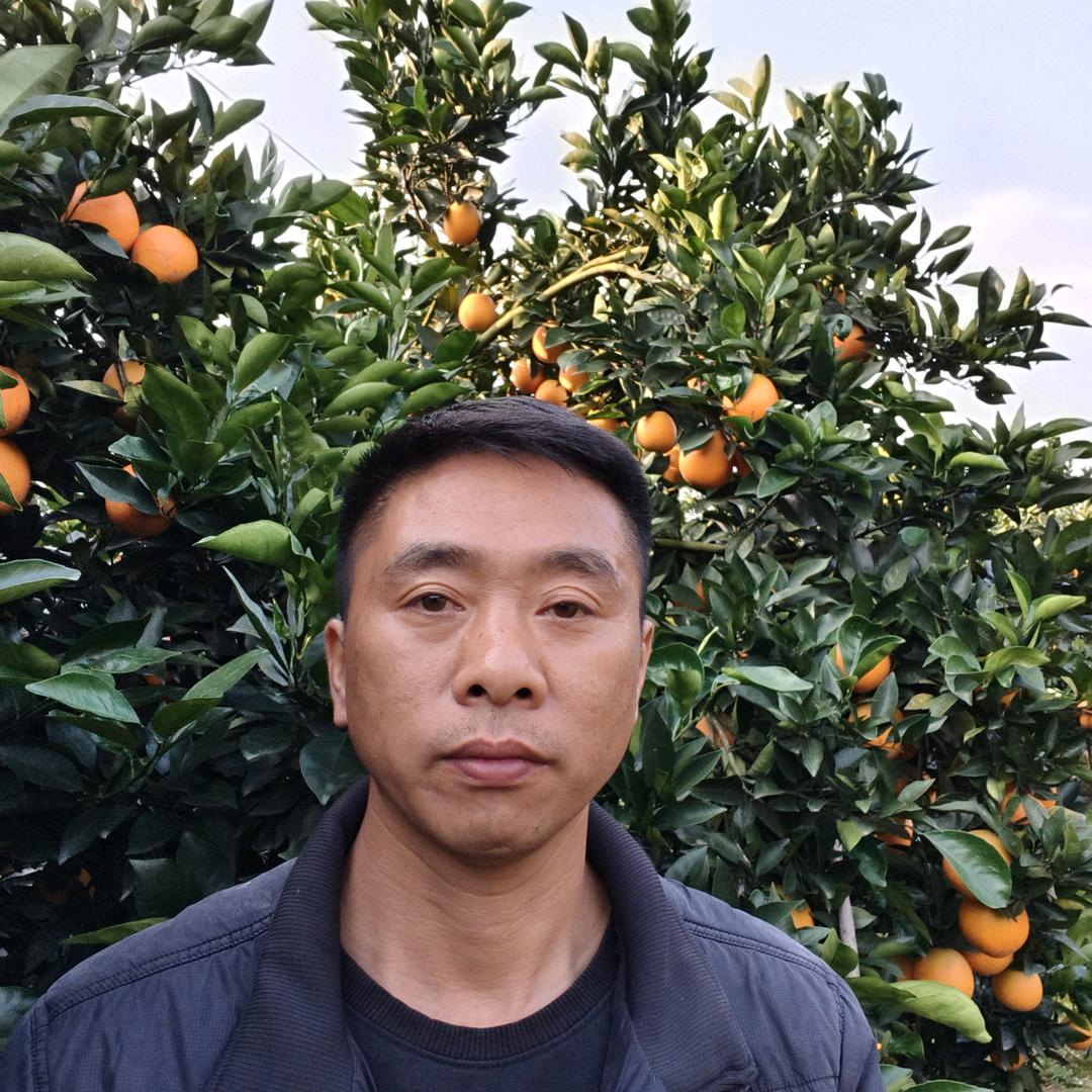 毛家铺子清江椪柑伦晚