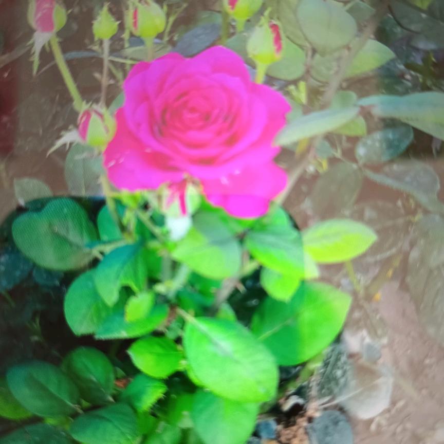 英～