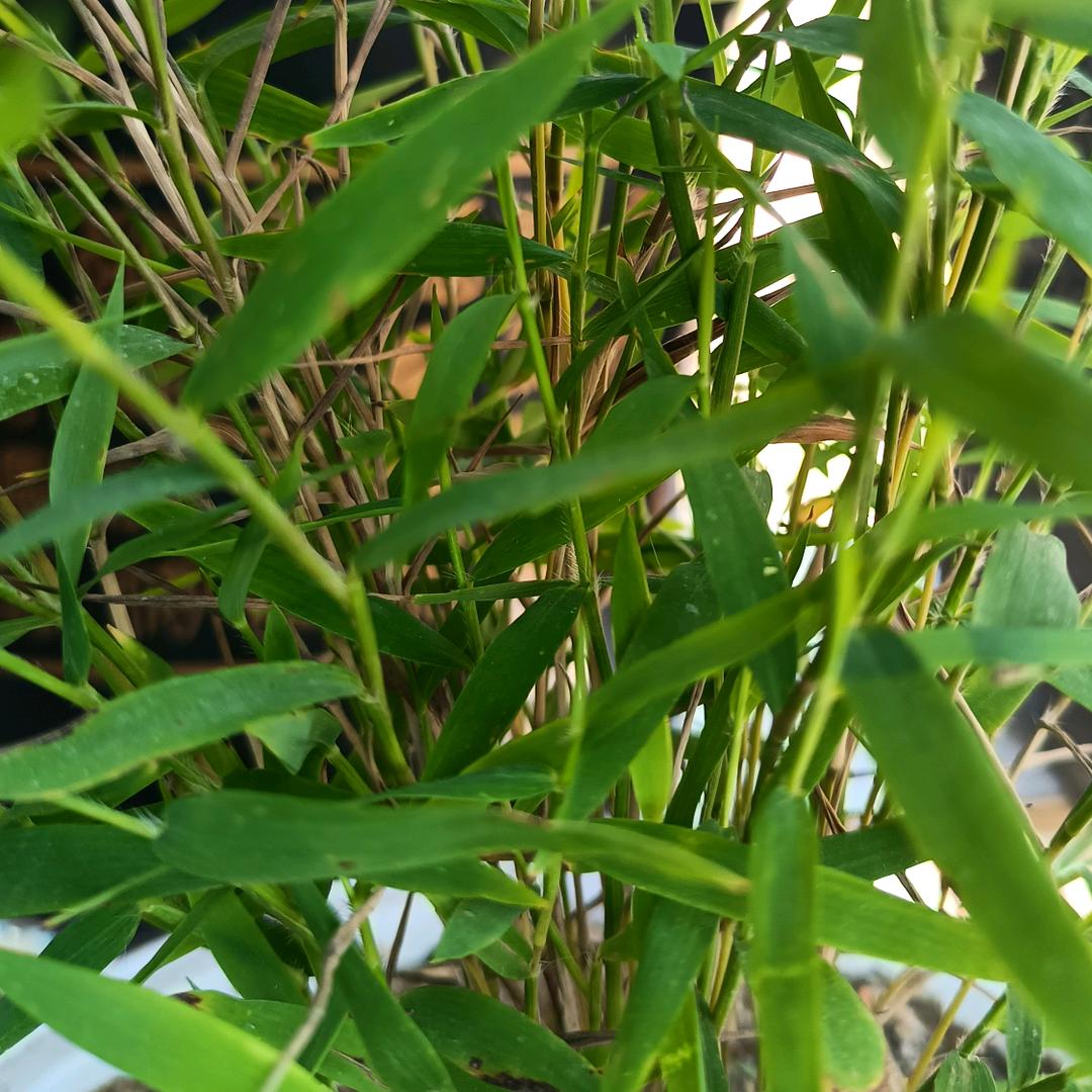 阿威