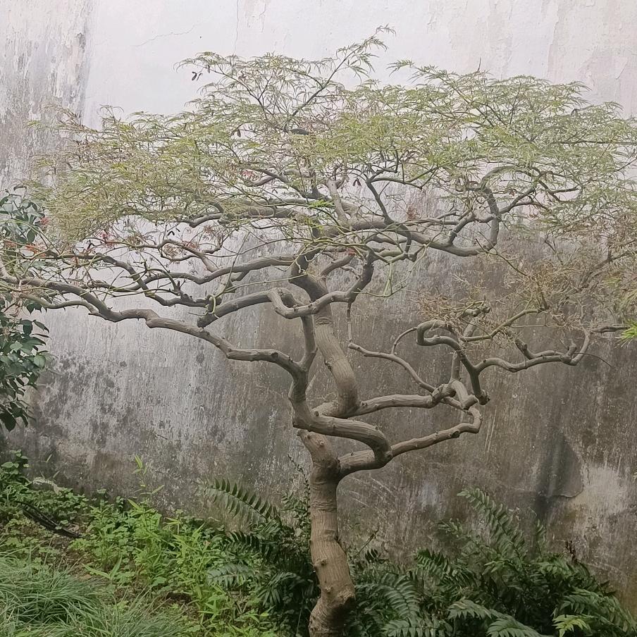 尘埃