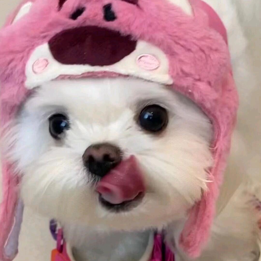 狗神