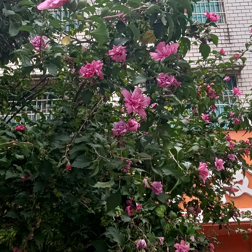 小小