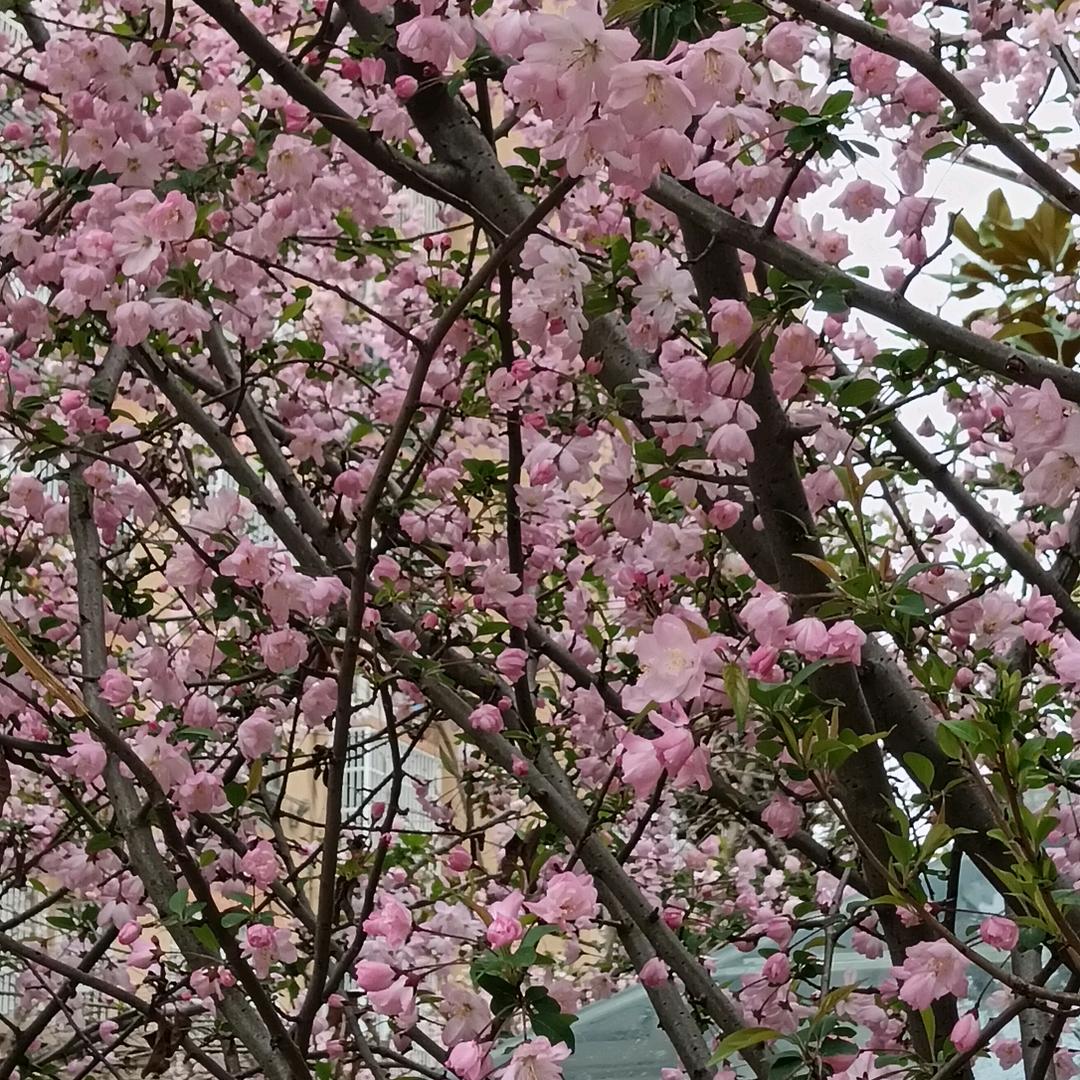 一生难忘🌹