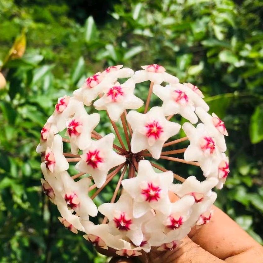 一花一草一树木