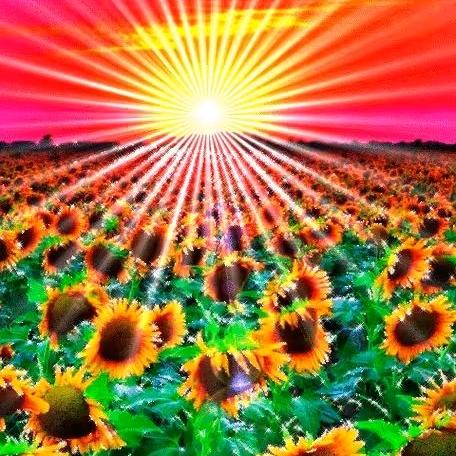 正南金国太阳歌