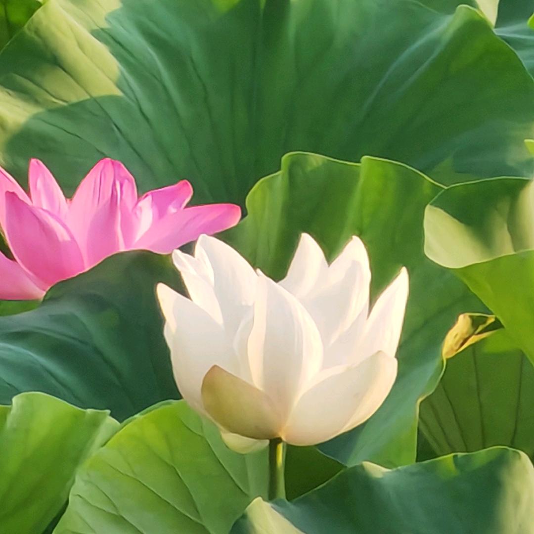杜保国主任（耳鸣，脑鸣克星）