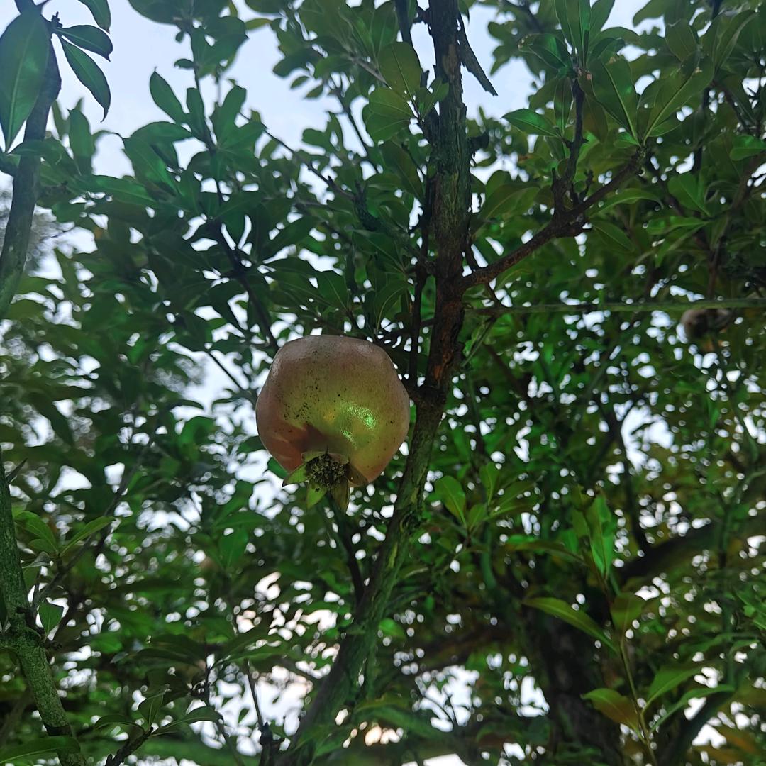 在江门的湖北人