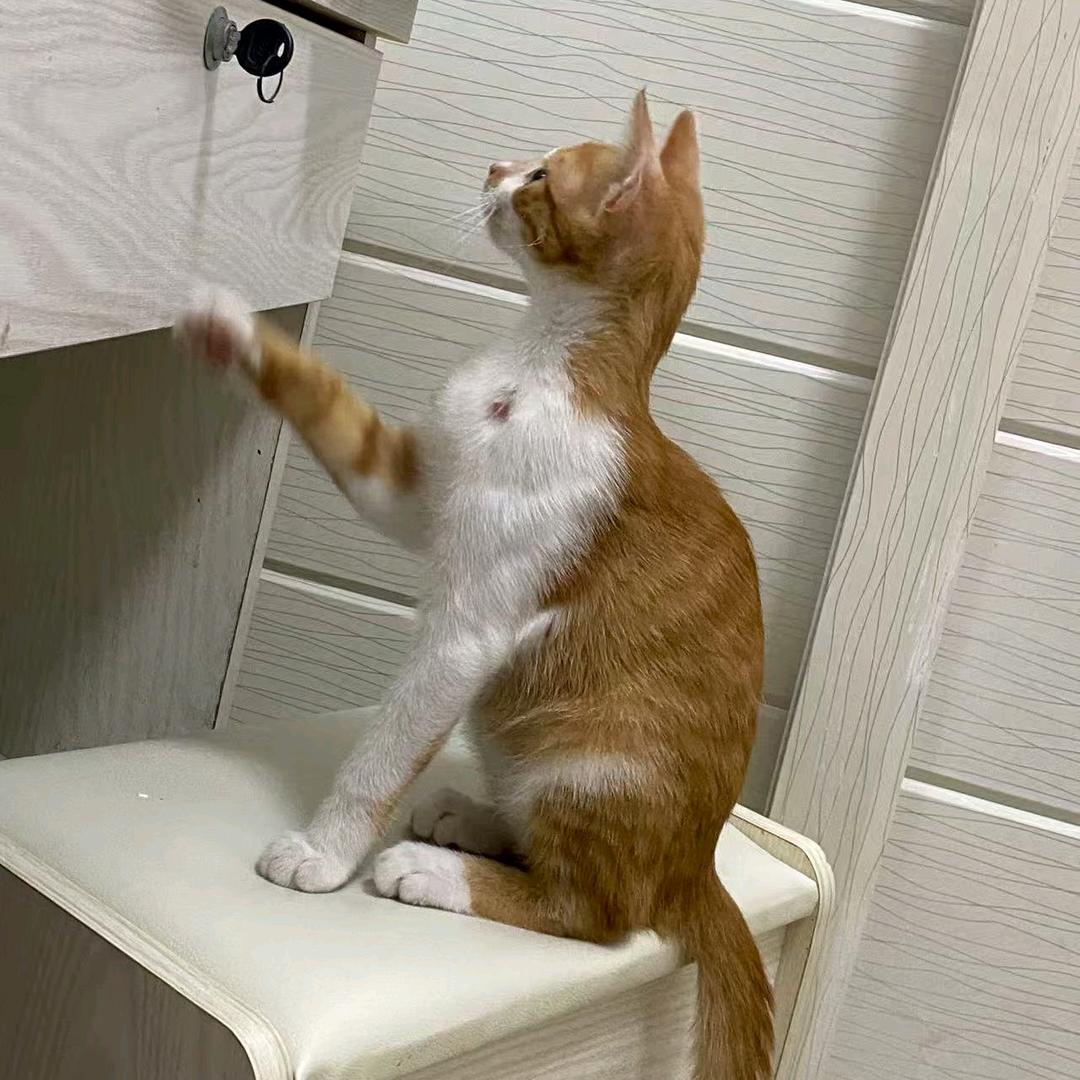 KIKI（备考四级版）