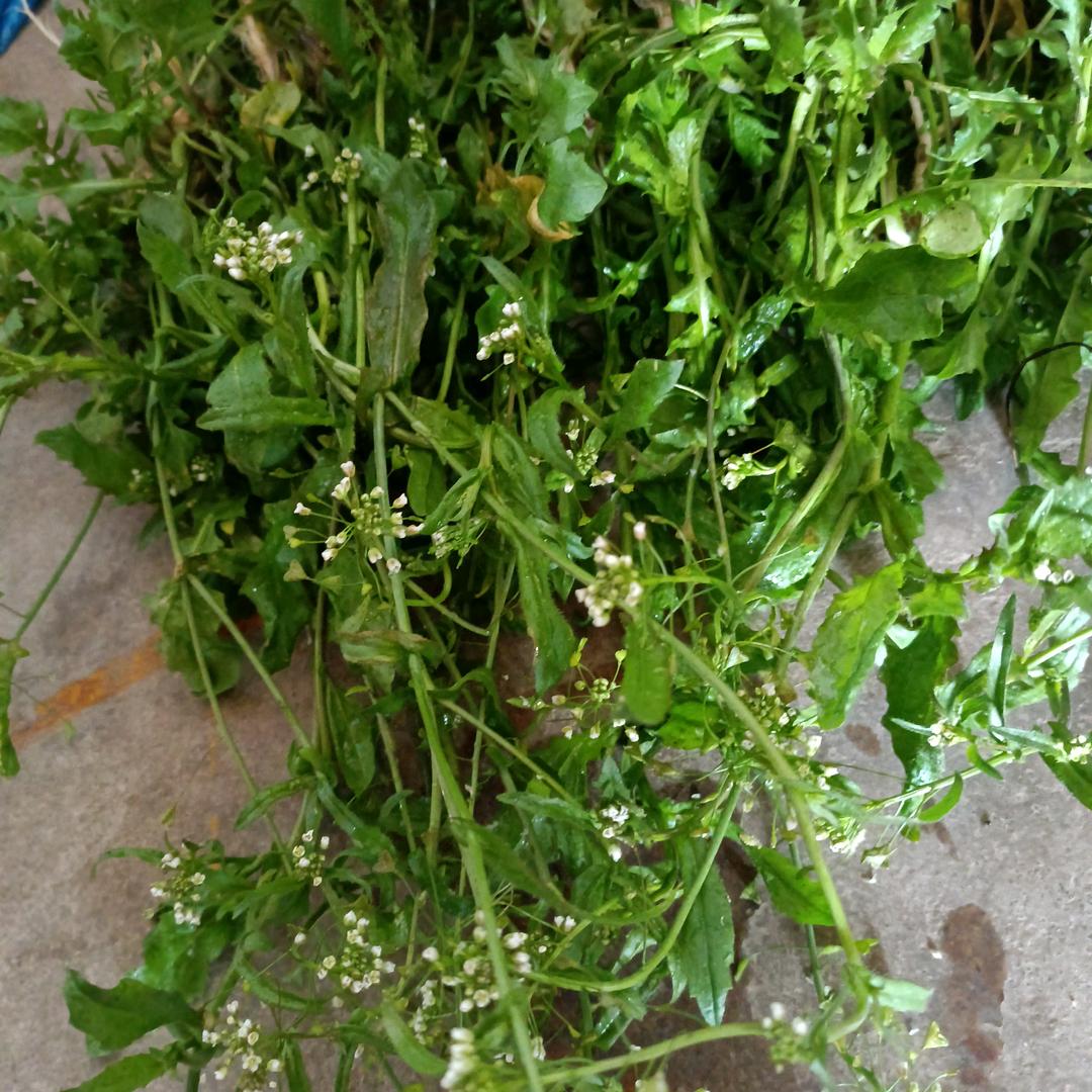 悠悠