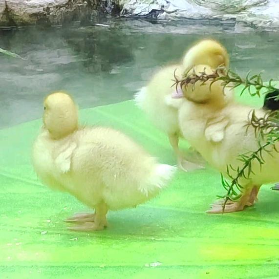 ˋˏᰔᩚ鸭鸭源孑*✲ﾟ