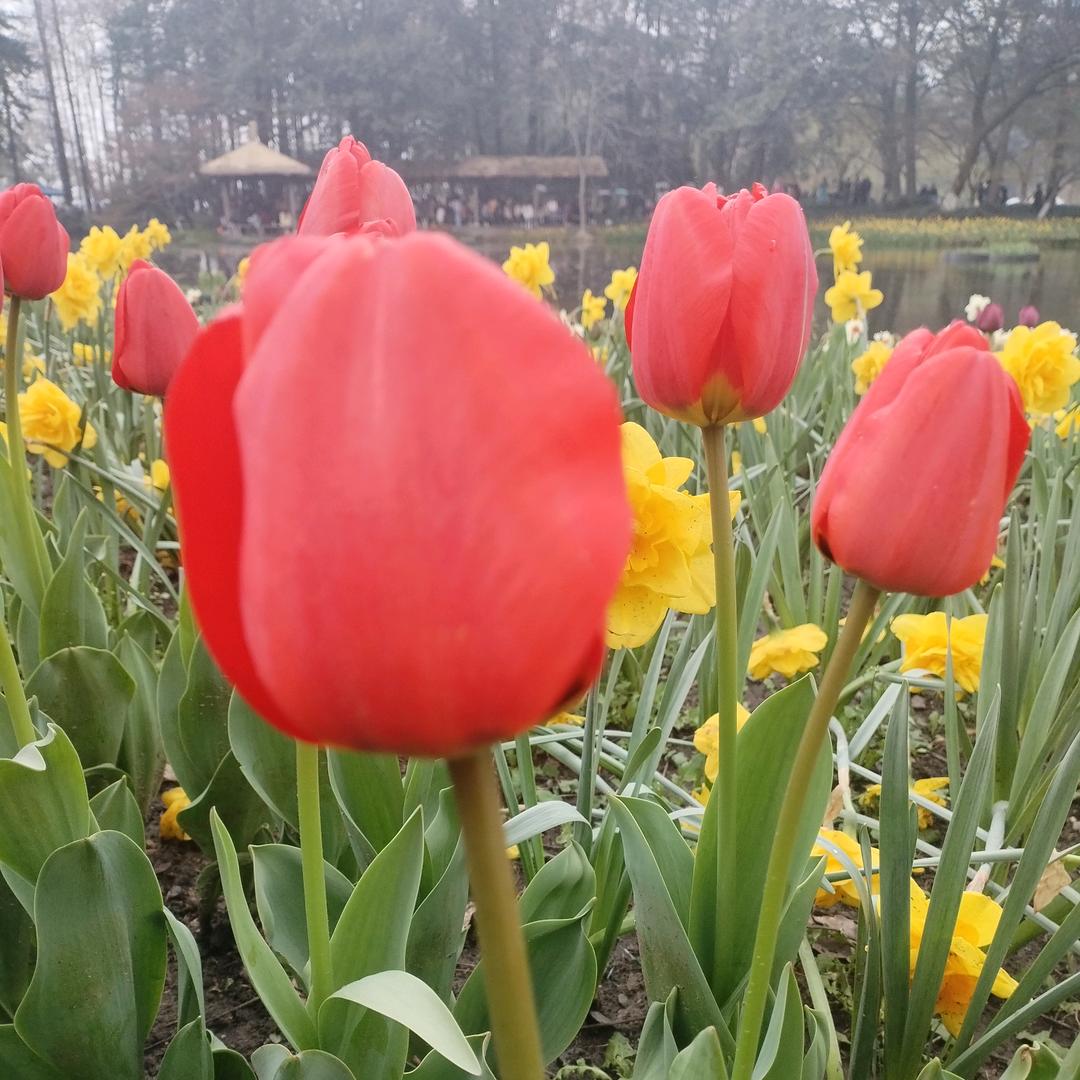 向日葵🌻🌻🌻