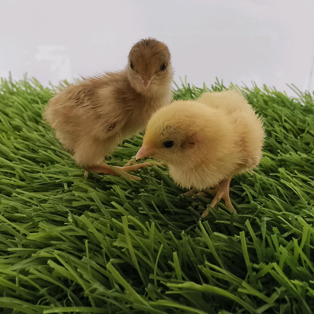 鹌鹑芦丁鸡萌宠