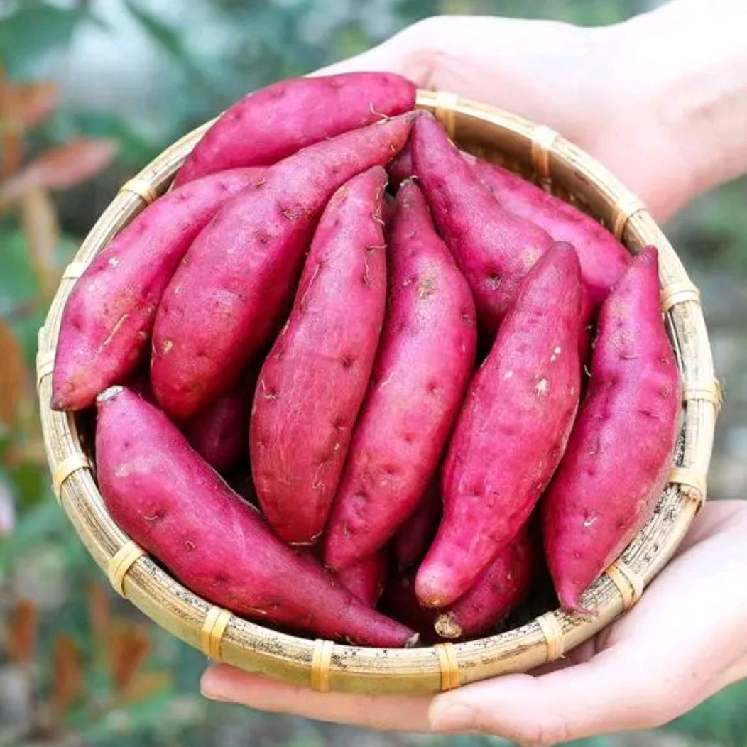 福建省养殖发酵饲料