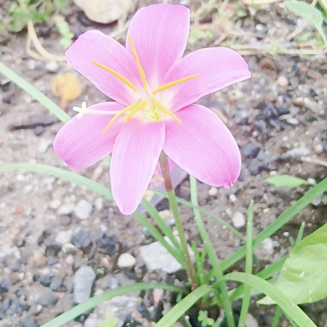 🎋累了💐谁💔疼🌺♥