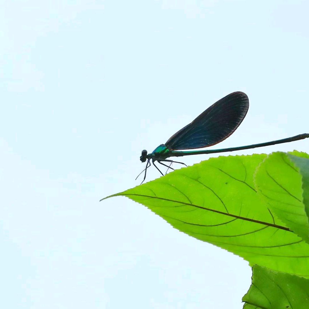 小丸子