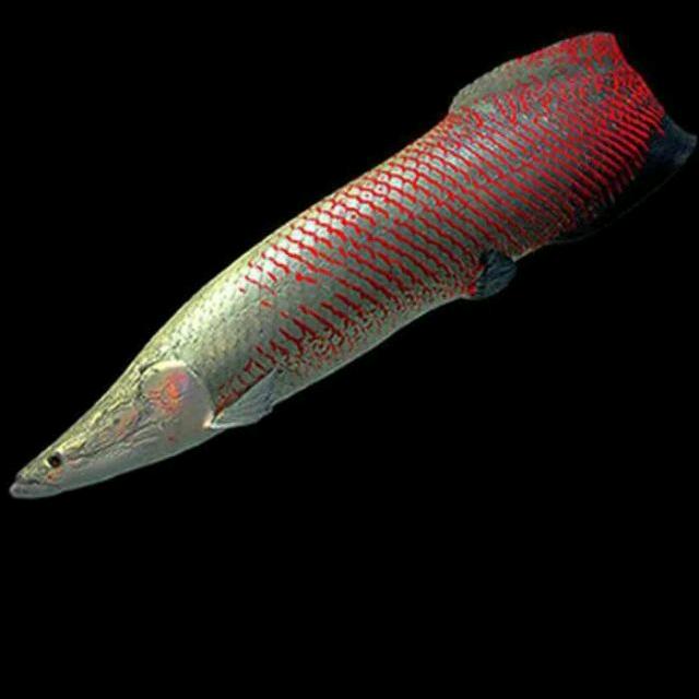 石家庄佳洋渔场