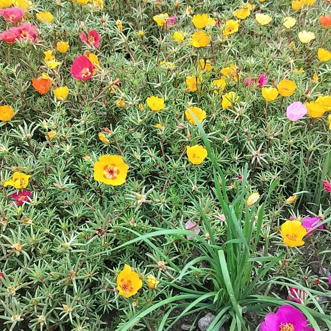 🌺开心🌺