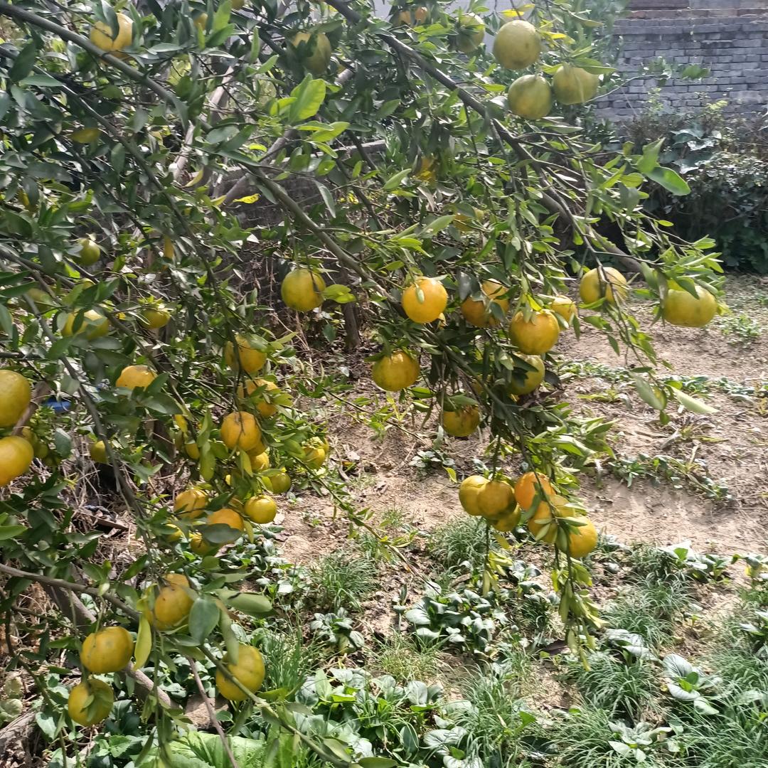 春天的霞光