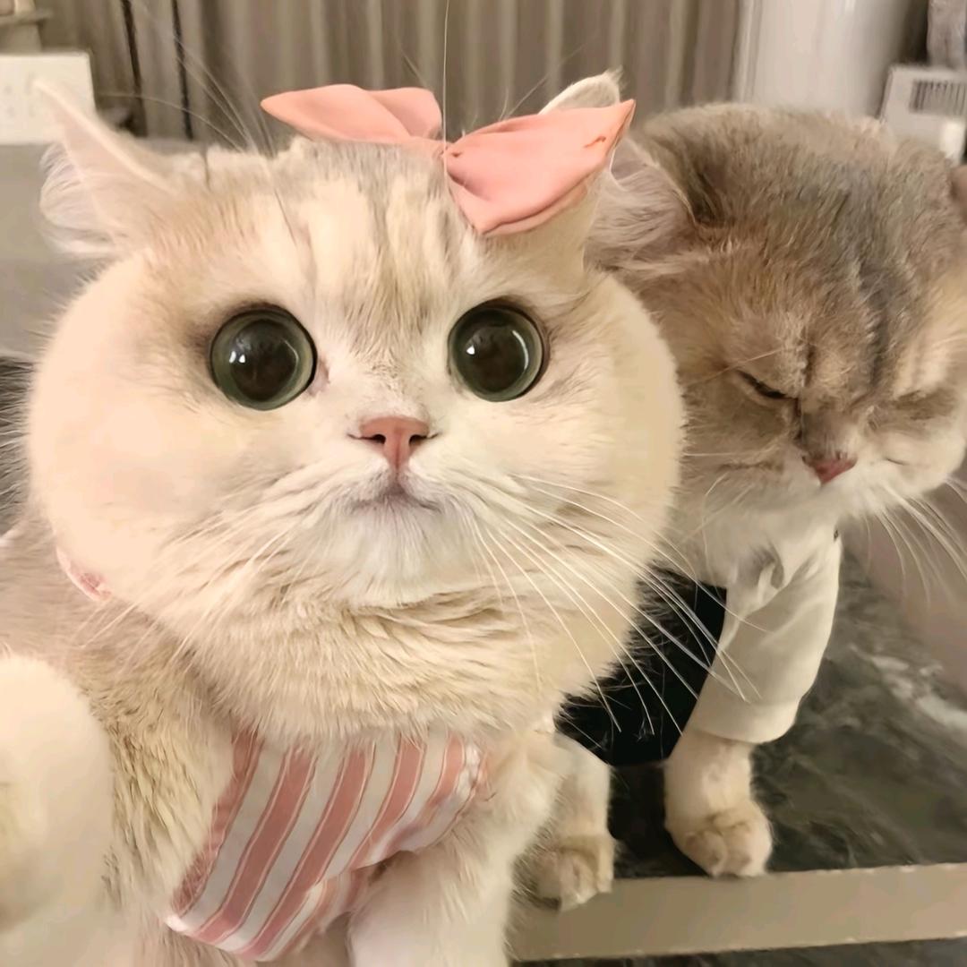 羽^