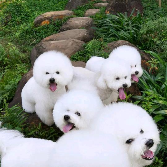 项