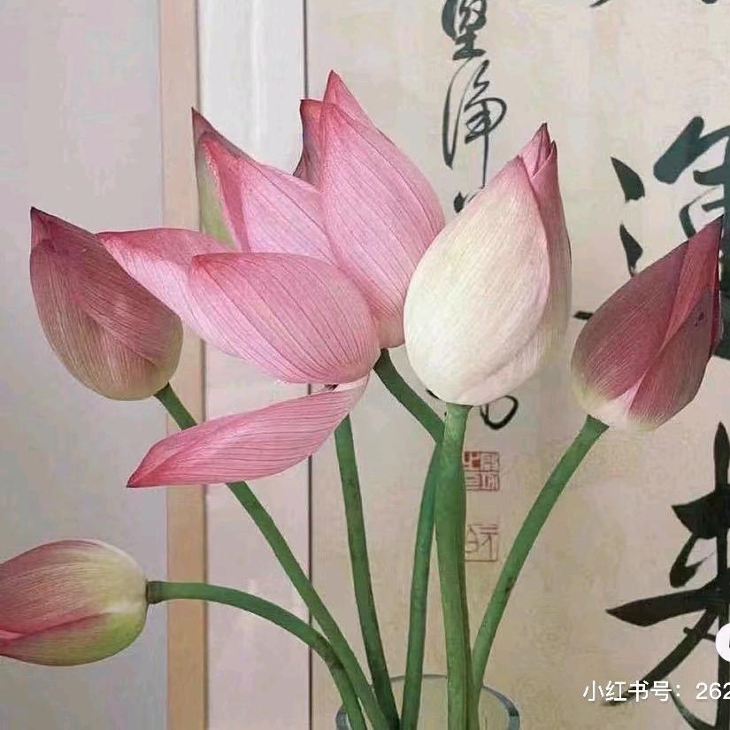 又小六好