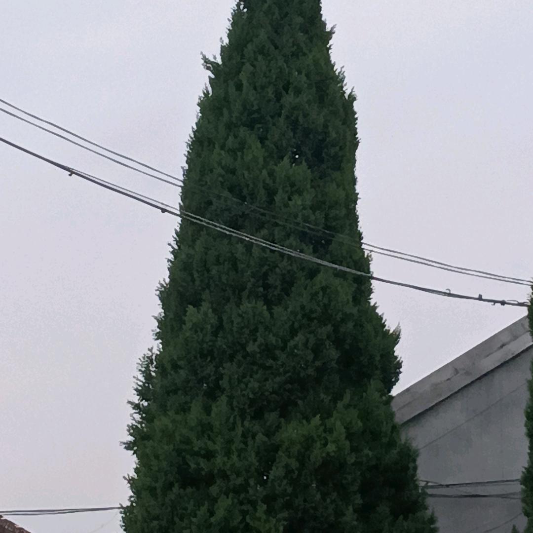 高平