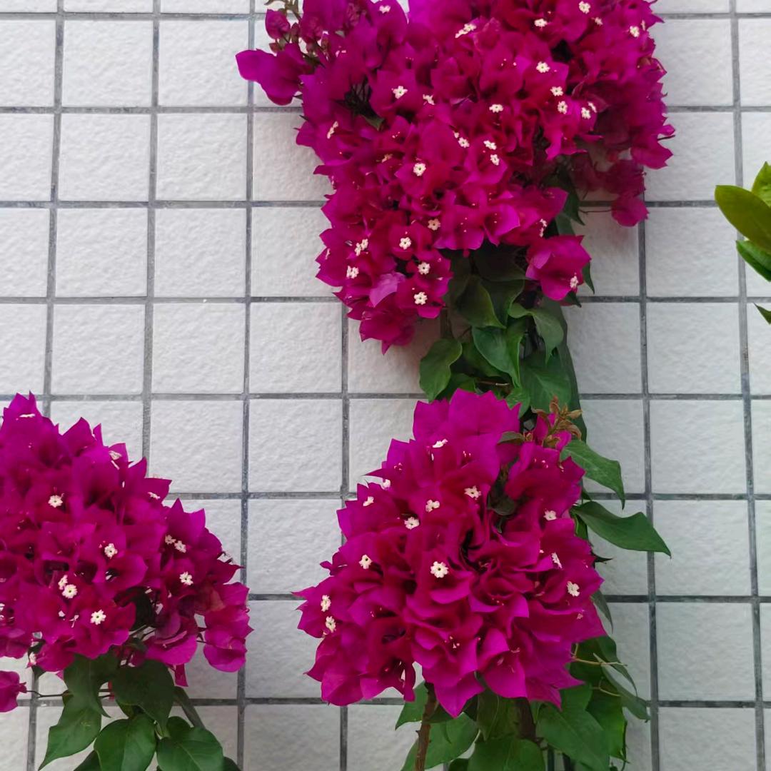 来与不来我都在等你