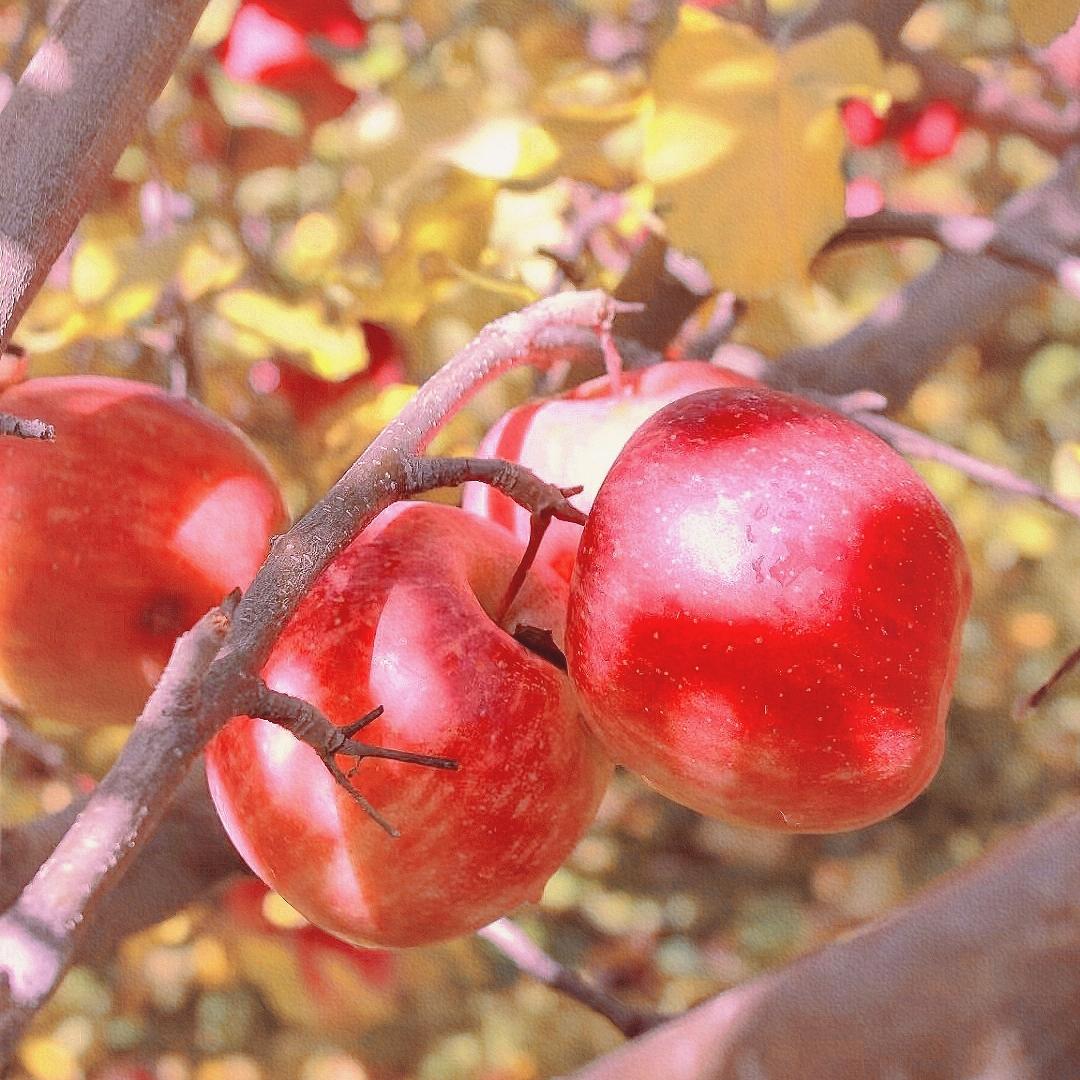 谭香道甄选成都仓库