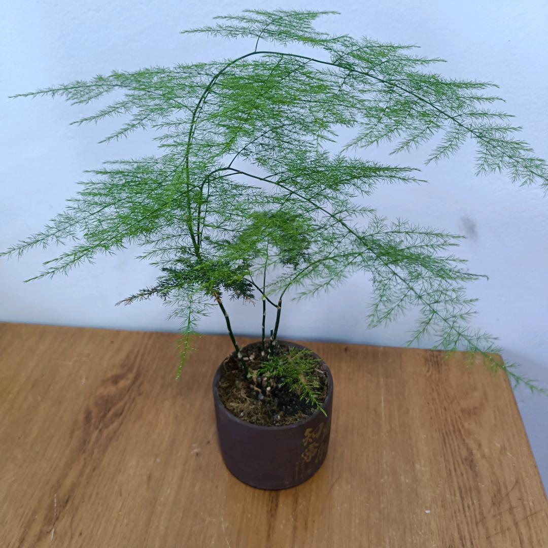 黑台王明冷面铁锅炖