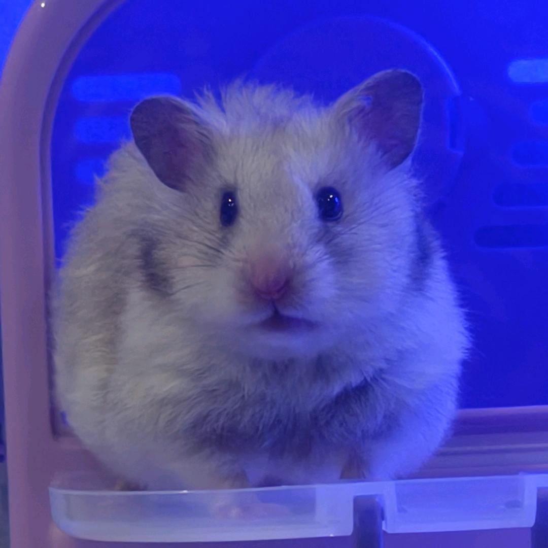 一只胖鼠