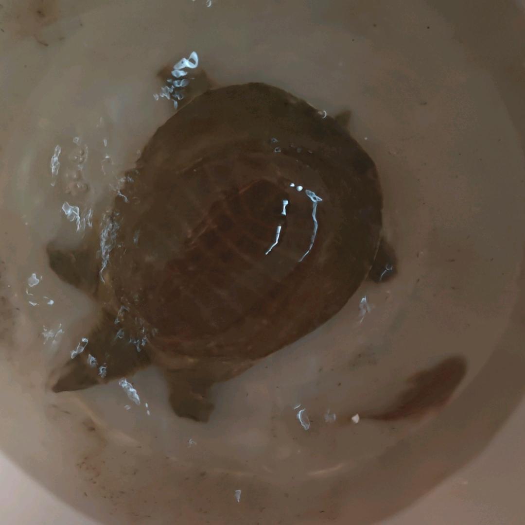 （黄多鱼）河鲜水鱼配送