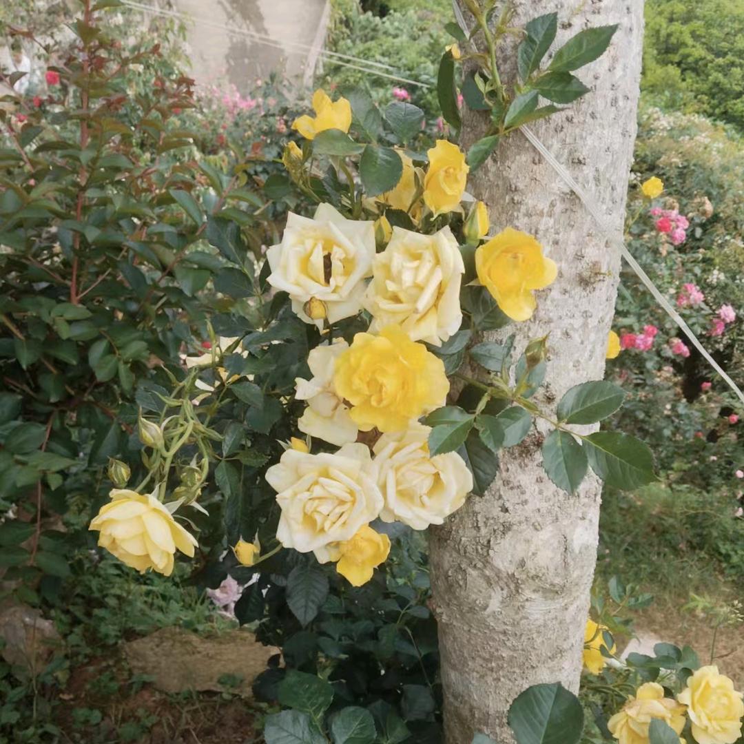 静初👄🍓🍓🥂