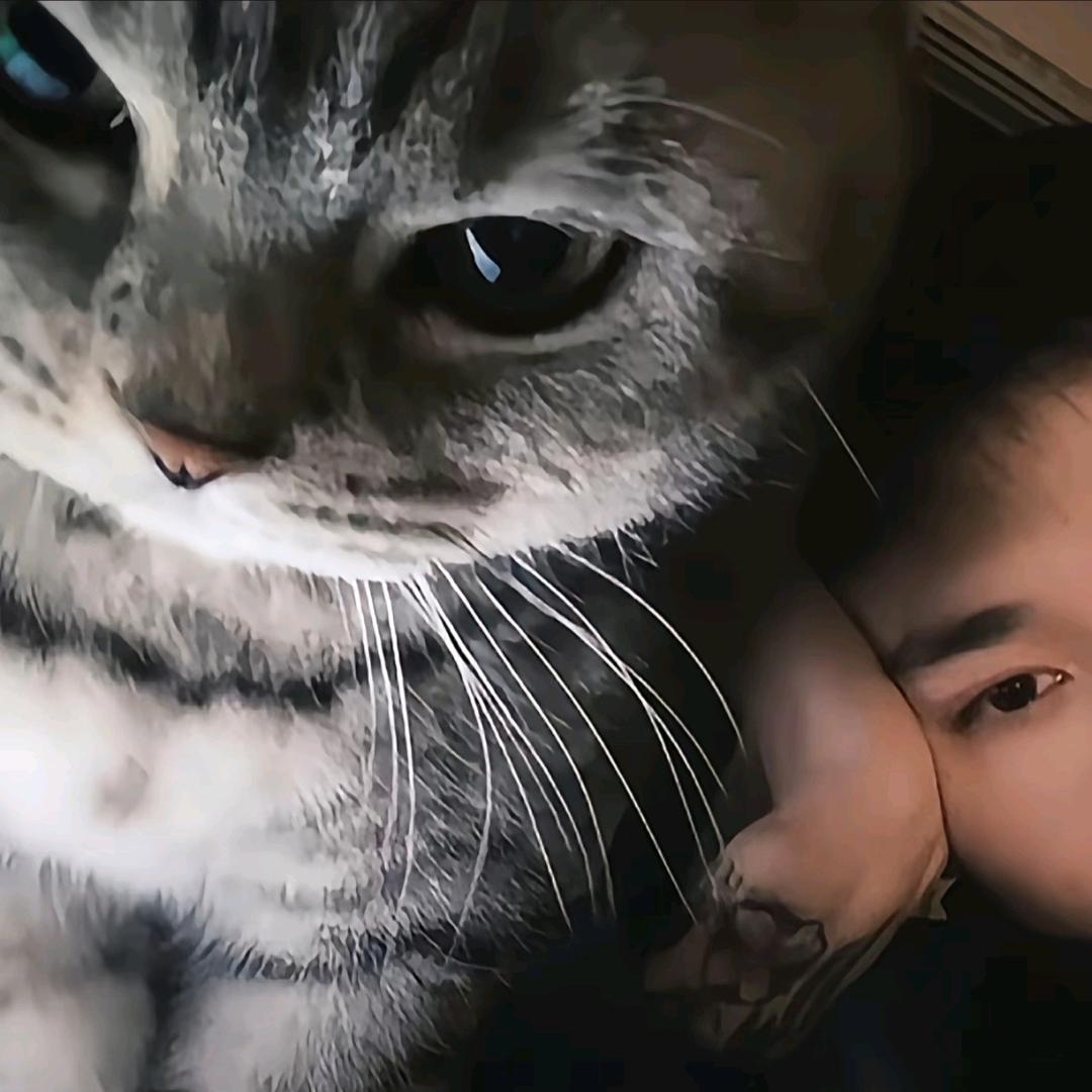 桉