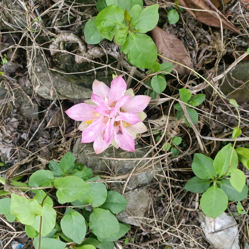 再闹＆一巴掌拍死你か