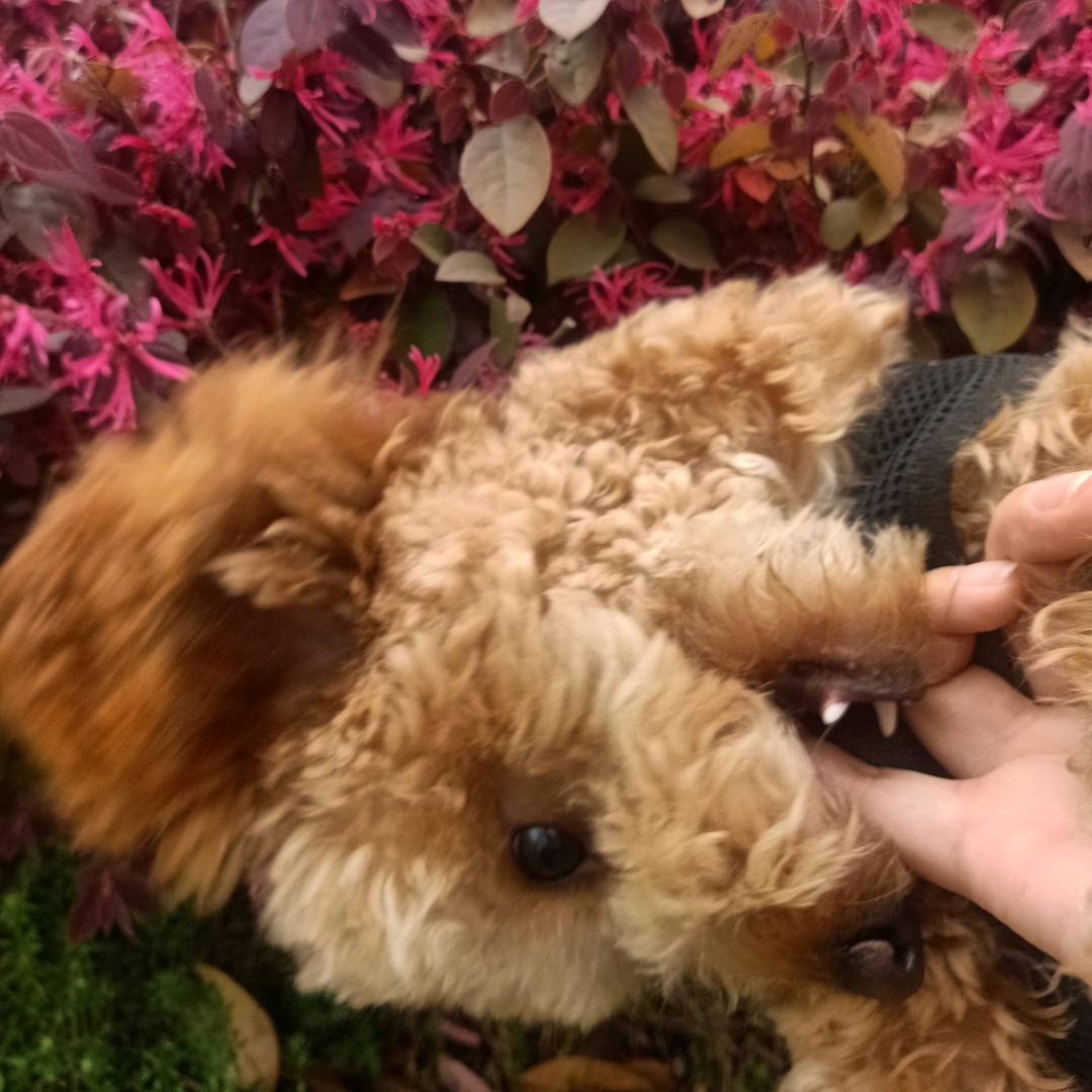 玲玲.