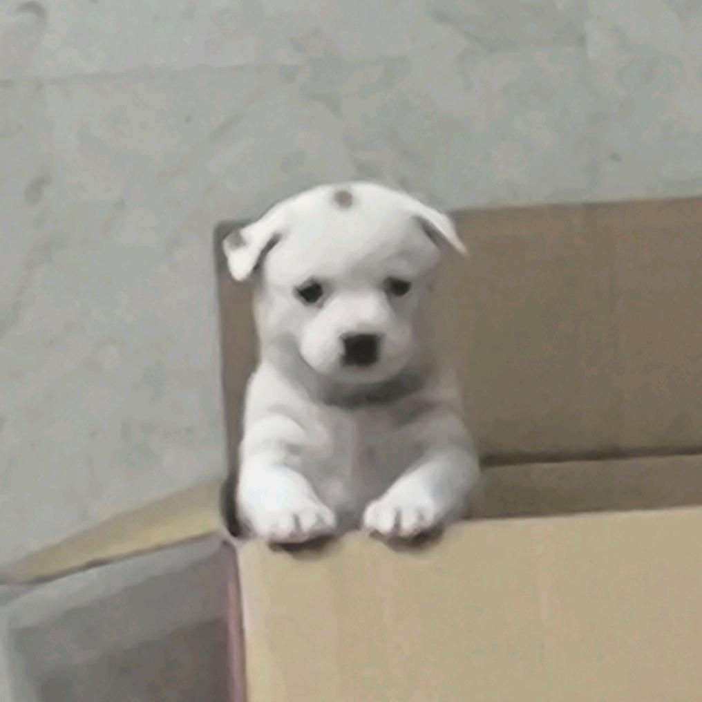 忧郁小狗