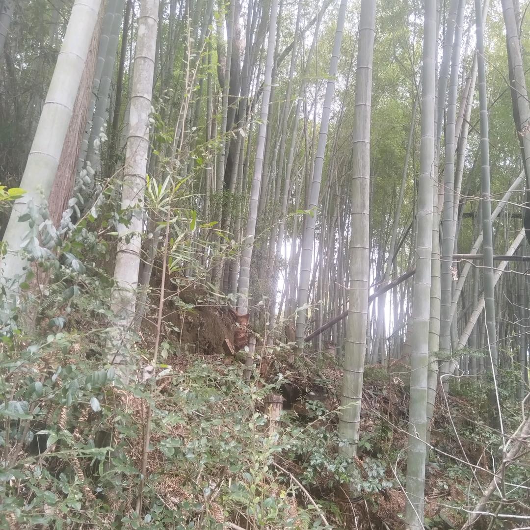 平凡