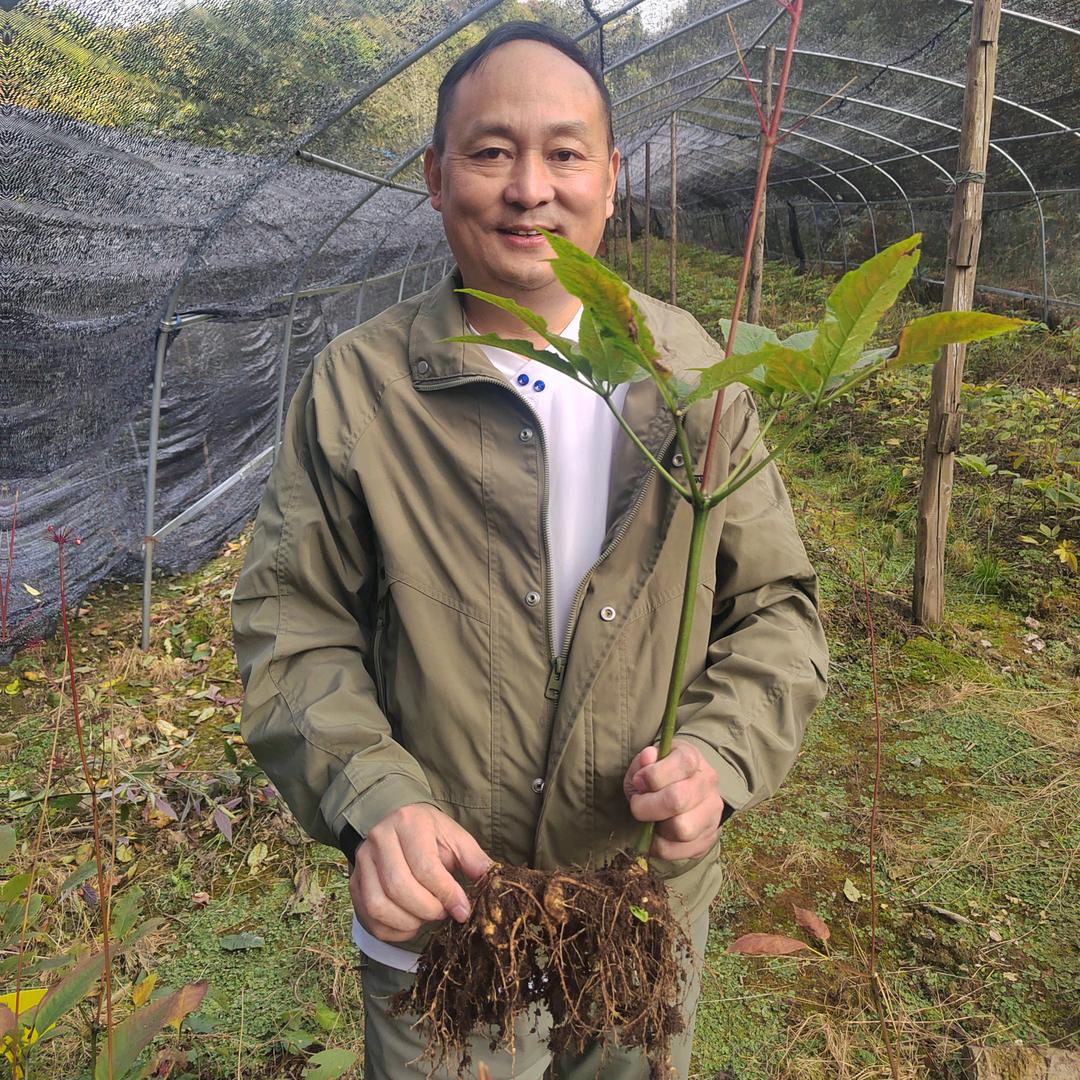 特色中药材技术推广应用