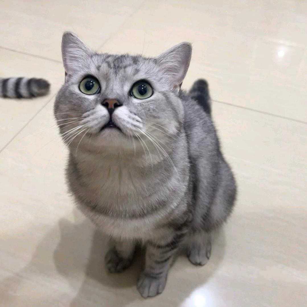 年糕三角洲行动
