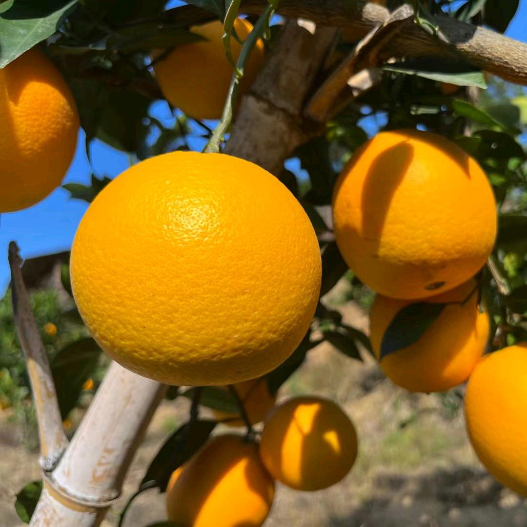 赣南脐橙姑娘🍊🍊11月采摘