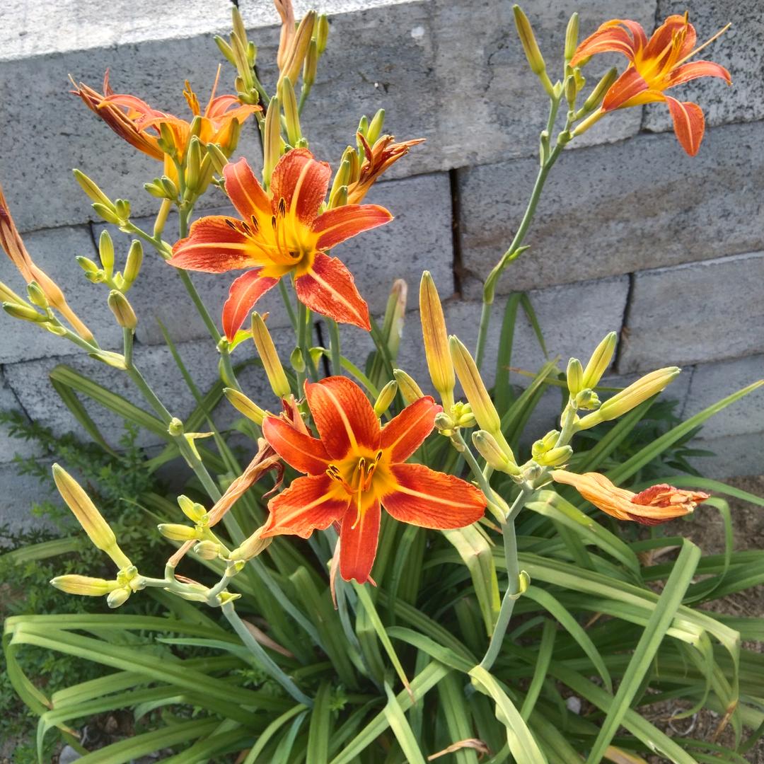 不经风雨，怎能见彩虹