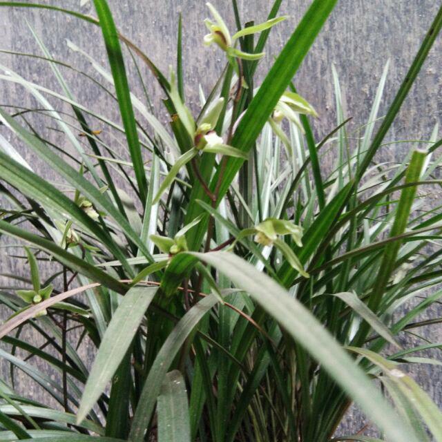 江西赣州市华哥'